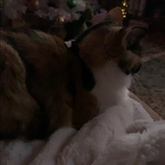 Meet your Posher, Sherilyn - Picture 2 of 2